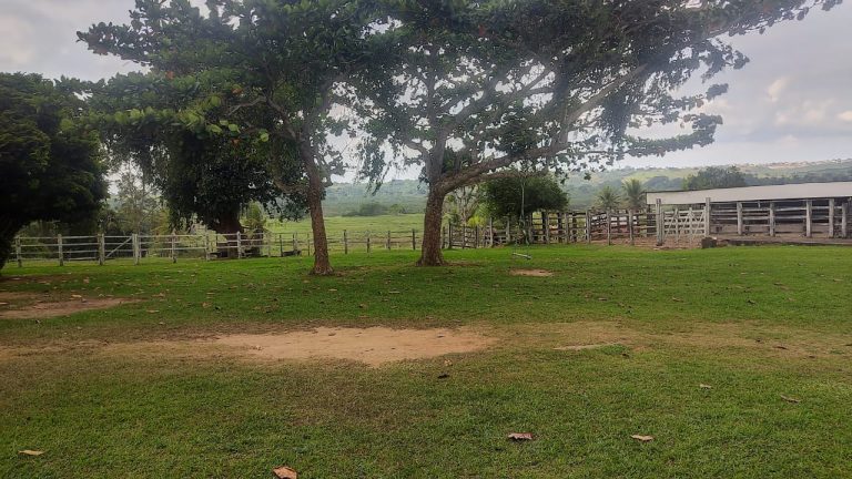 Fazenda em Cruz das Almas Fazenda em Cruz das Almas