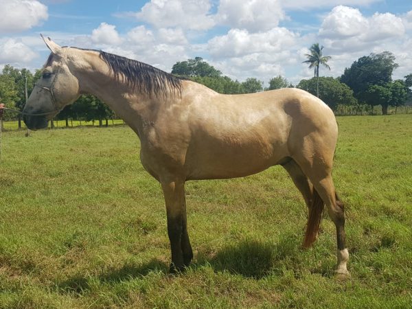 Cavalo Campolina Castrado