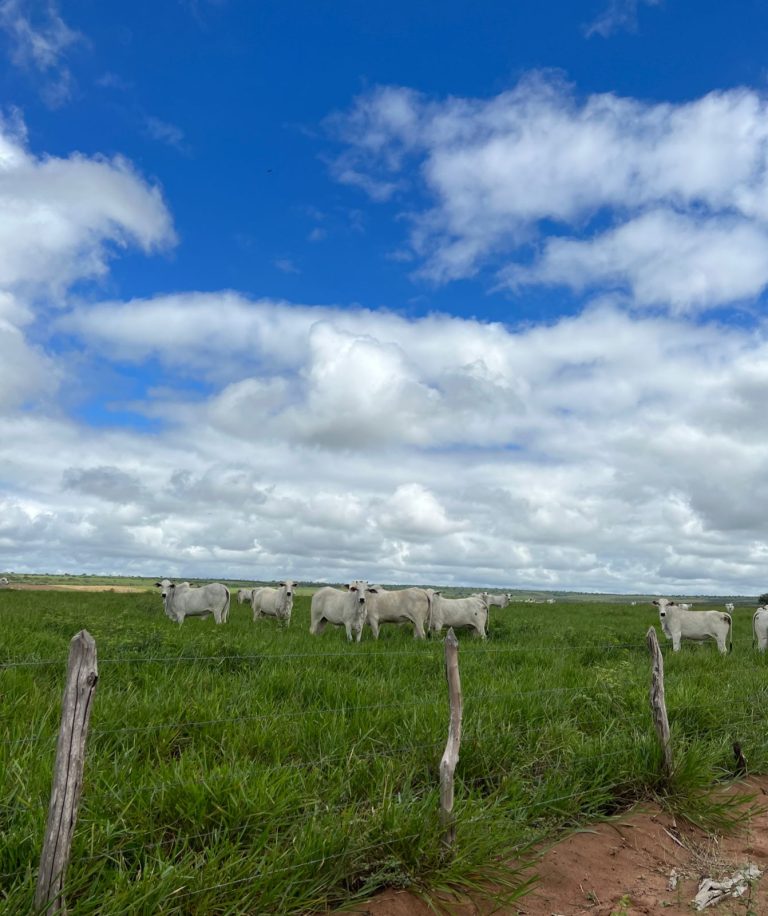 Oportunidade para irrigação Oportunidade para irrigação