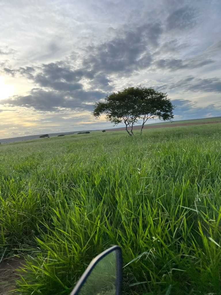 Oportunidade para irrigação Oportunidade para irrigação