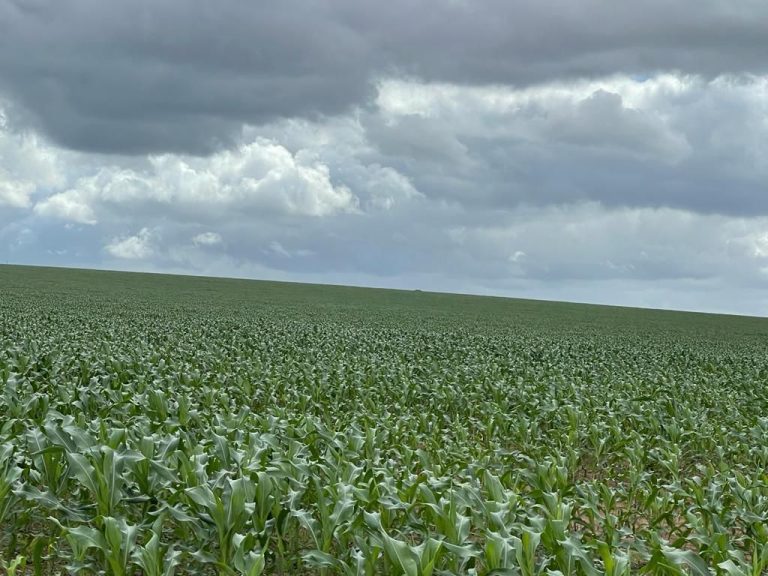 Oportunidade para irrigação Oportunidade para irrigação