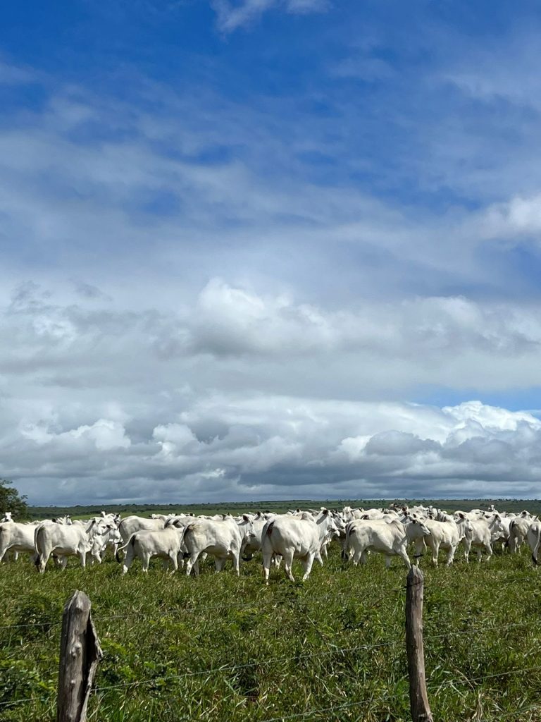 Oportunidade para irrigação Oportunidade para irrigação