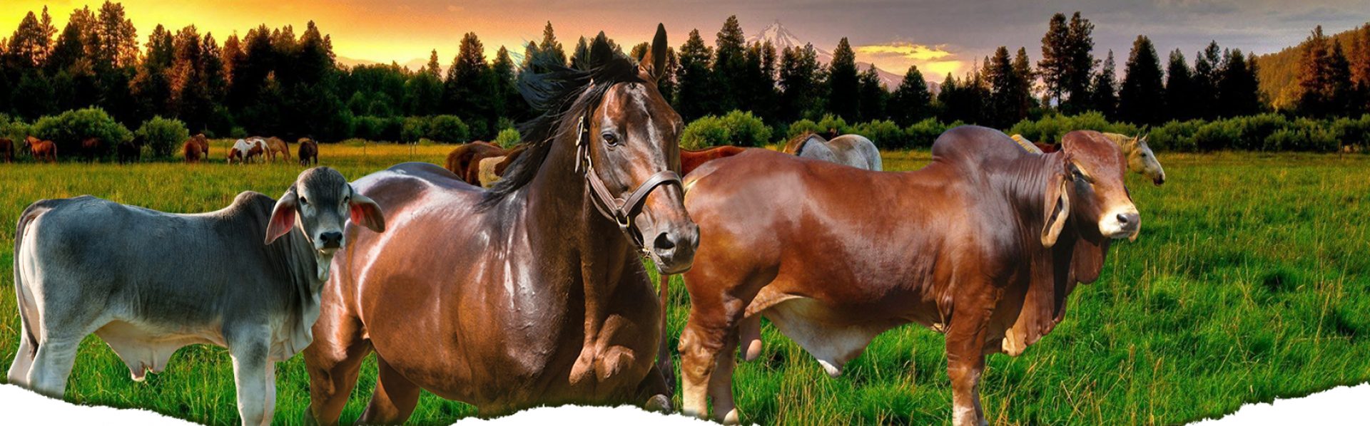 Fazendas cavalos