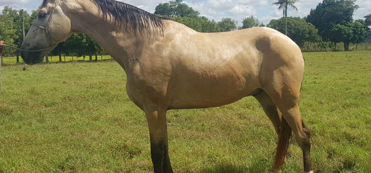 Cavalo Campolina Castrado